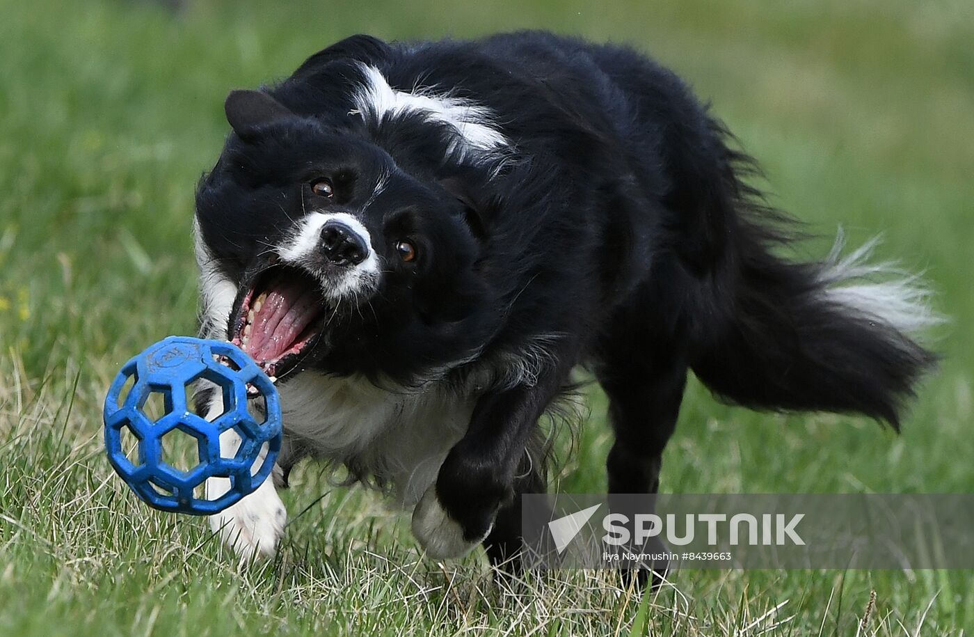 Russia Сynological Сompetitions