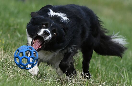 Russia Сynological Сompetitions