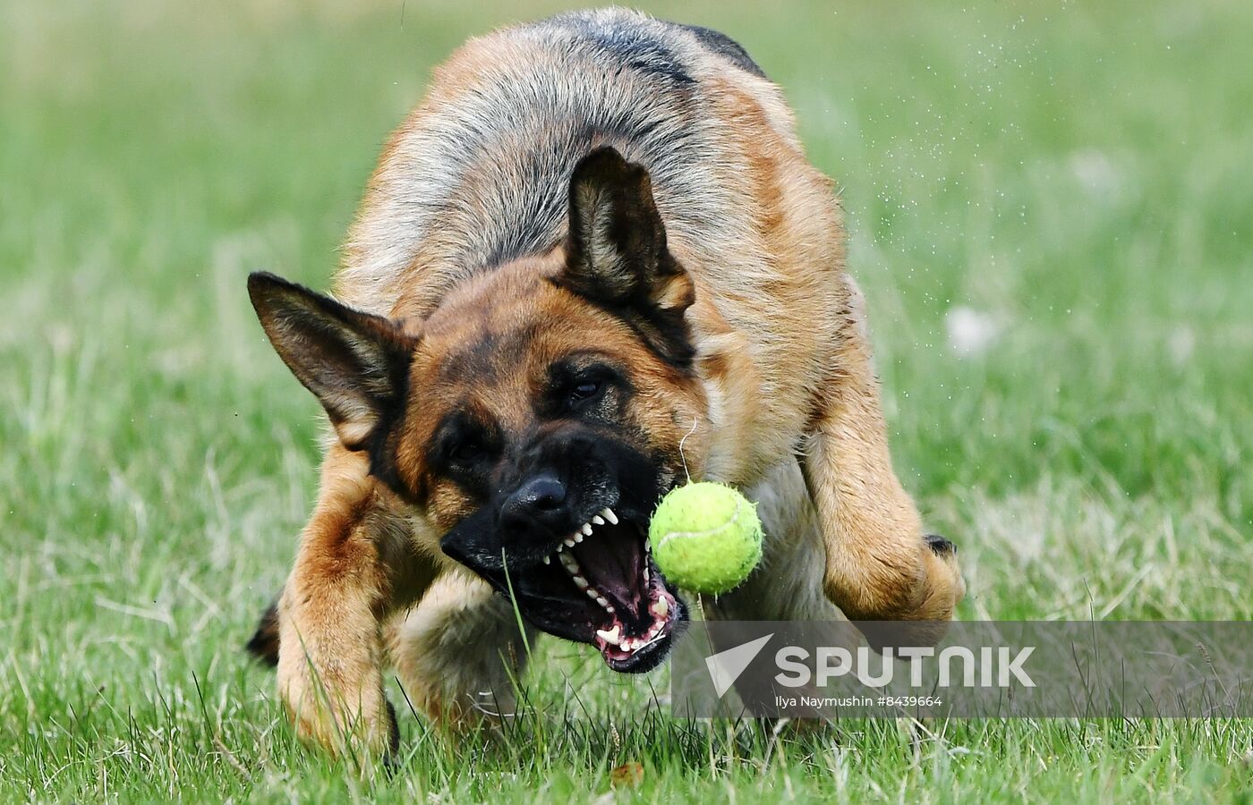 Russia Сynological Сompetitions