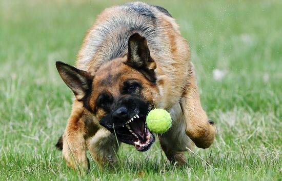 Russia Сynological Сompetitions