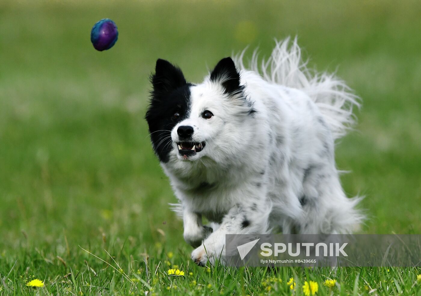 Russia Сynological Сompetitions