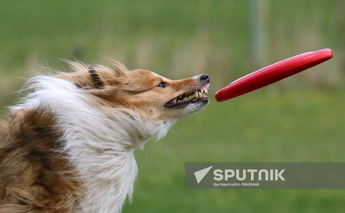 Russia Сynological Сompetitions