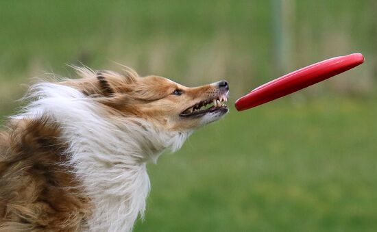 Russia Сynological Сompetitions