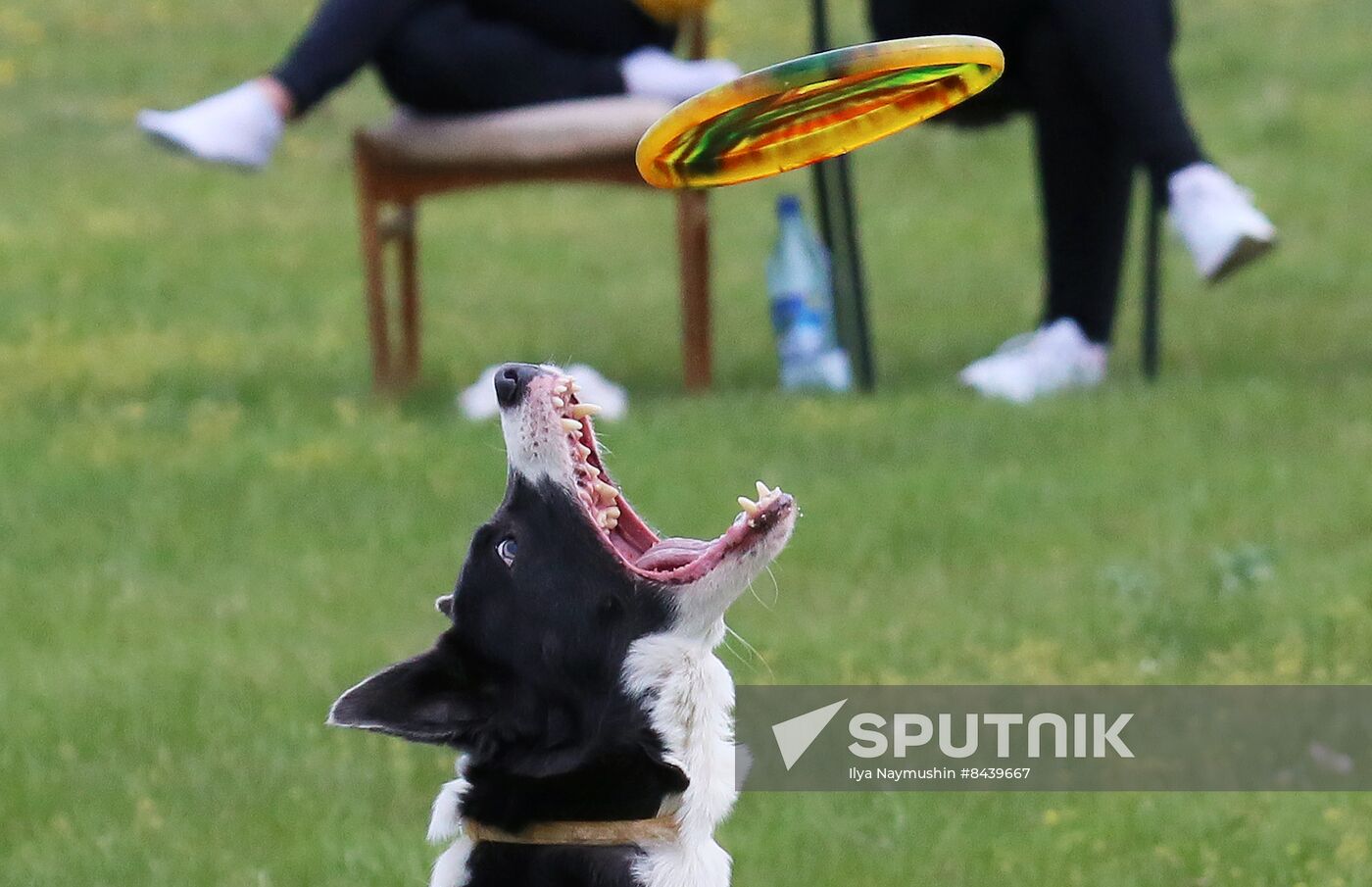 Russia Сynological Сompetitions