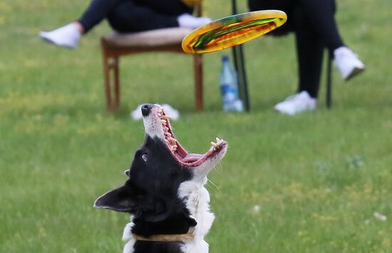 Russia Сynological Сompetitions