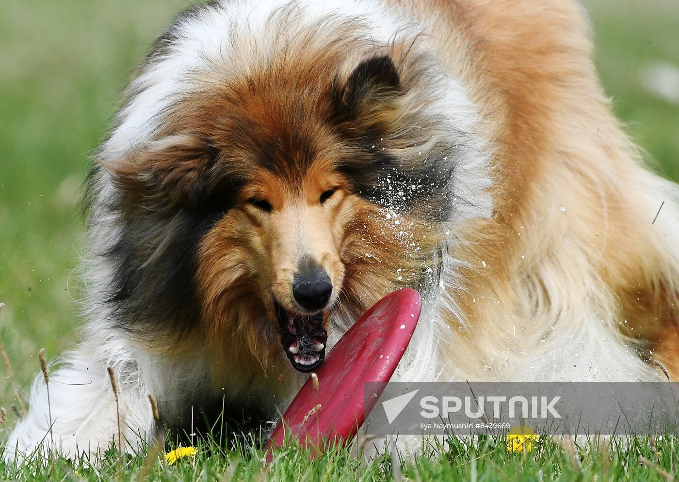 Russia Сynological Сompetitions