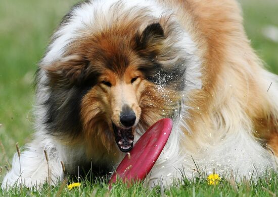 Russia Сynological Сompetitions