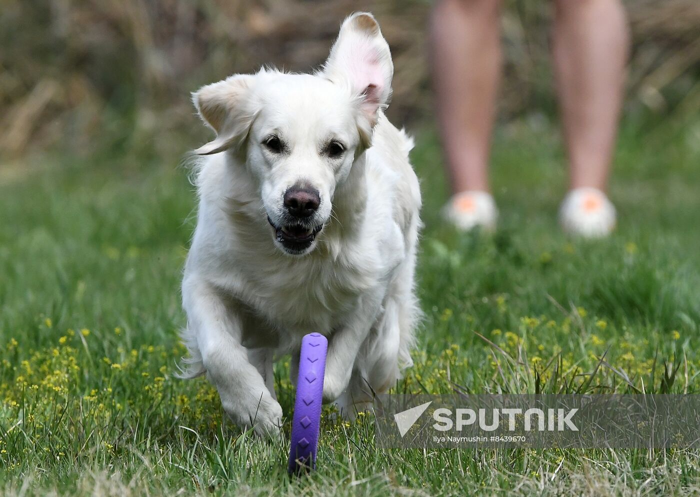 Russia Сynological Сompetitions