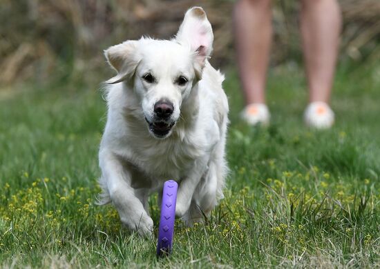 Russia Сynological Сompetitions