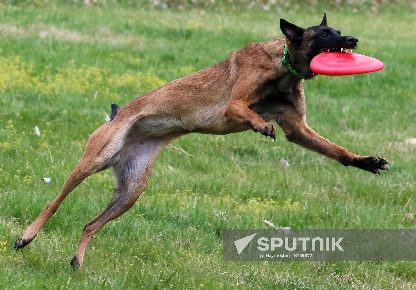 Russia Сynological Сompetitions