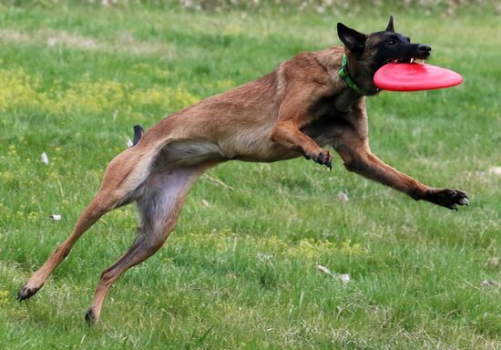 Russia Сynological Сompetitions