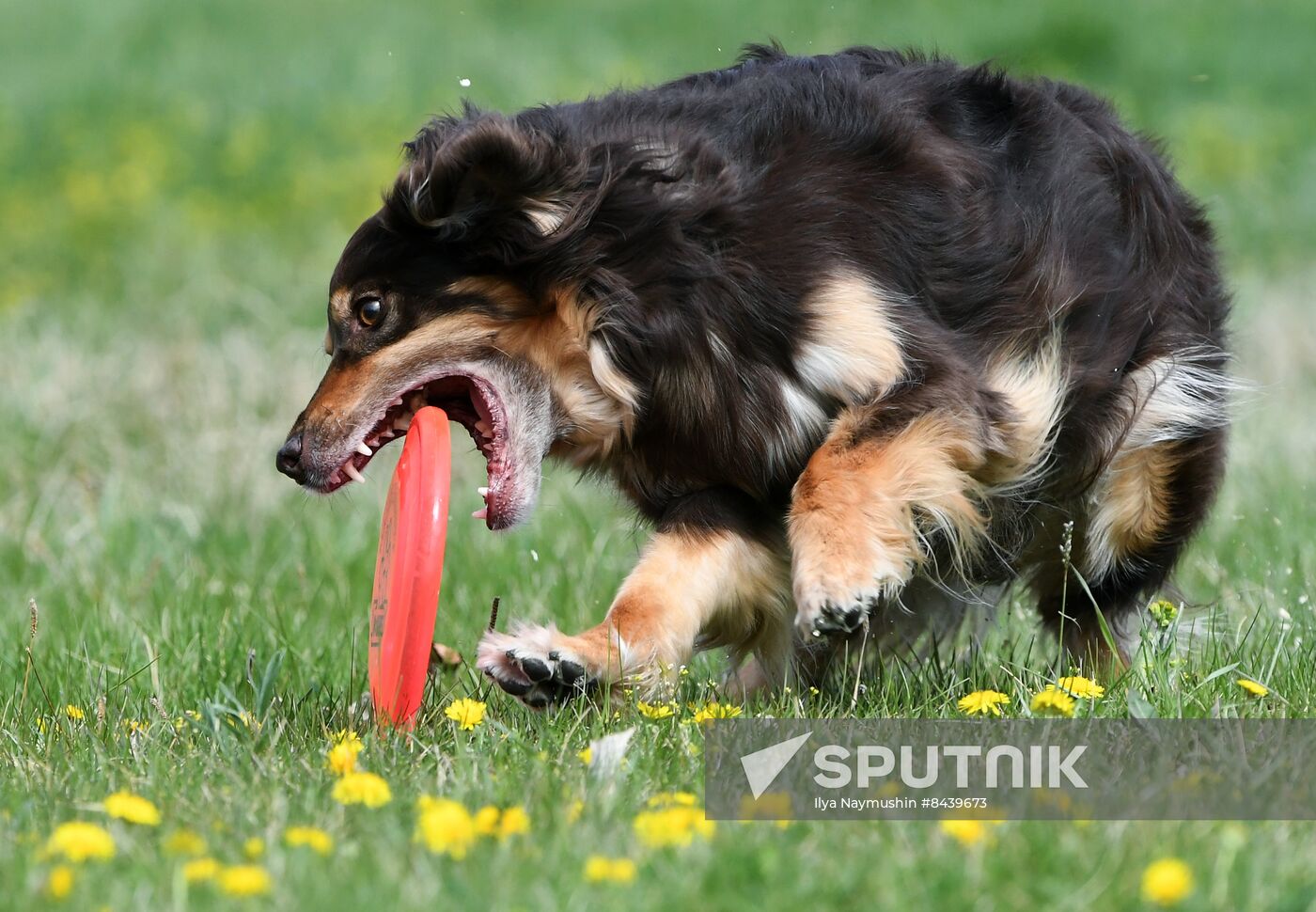 Russia Сynological Сompetitions