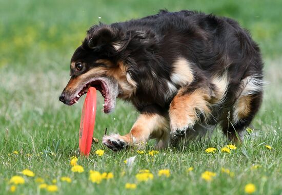 Russia Сynological Сompetitions