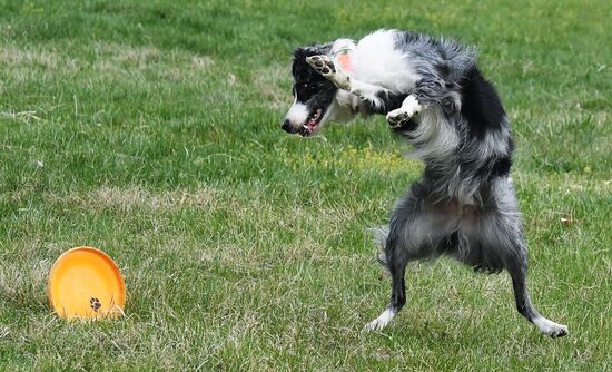 Russia Сynological Сompetitions