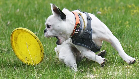 Russia Сynological Сompetitions