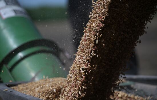 Russia Agriculture Sowing