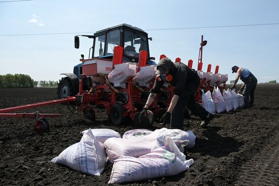 Russia Agriculture Sowing