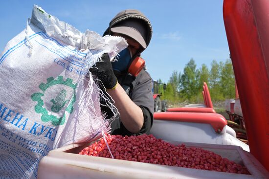Russia Agriculture Sowing