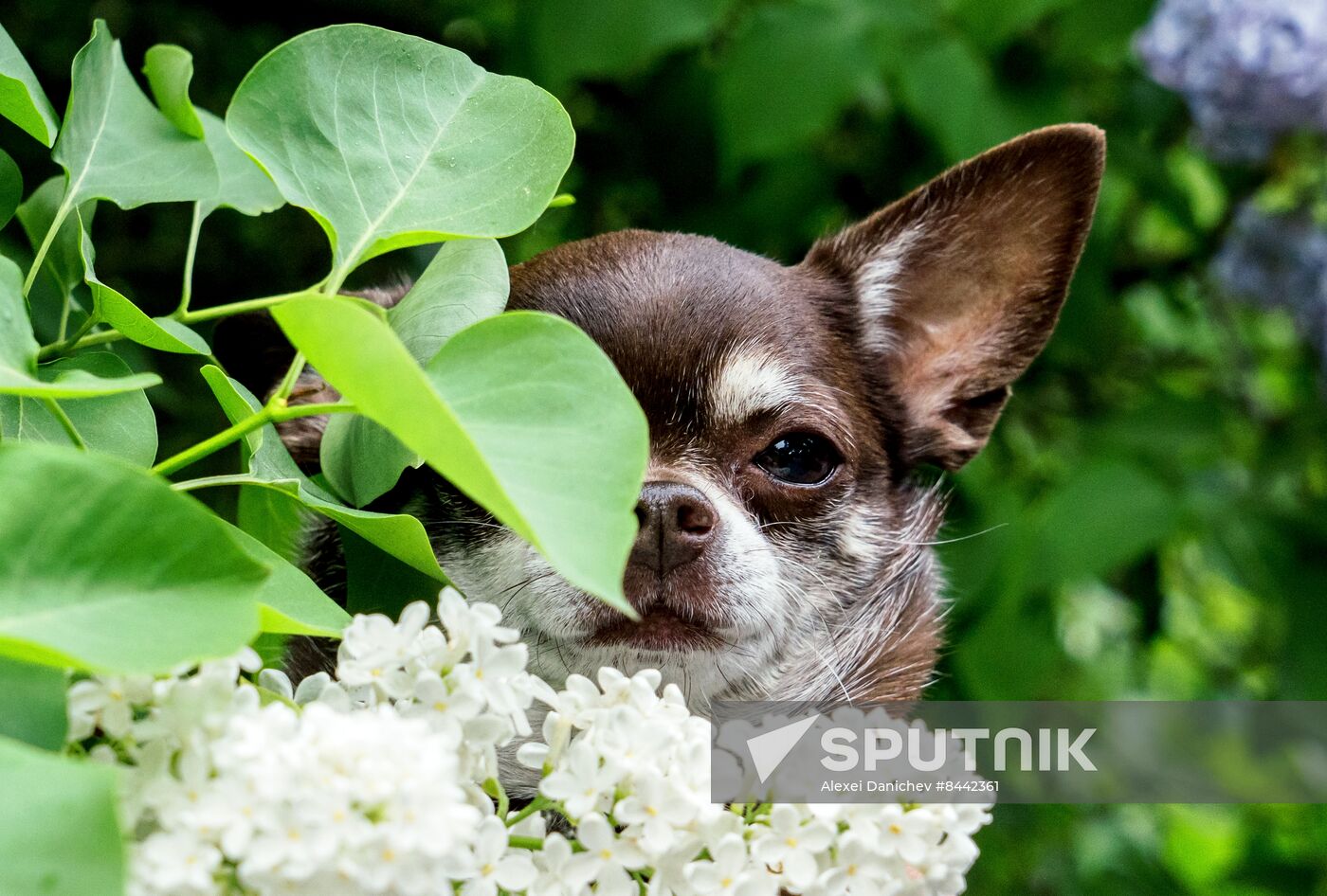 Russia Blooming Season