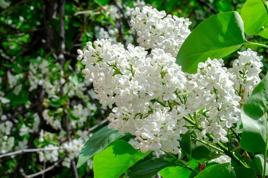 Russia Blooming Season
