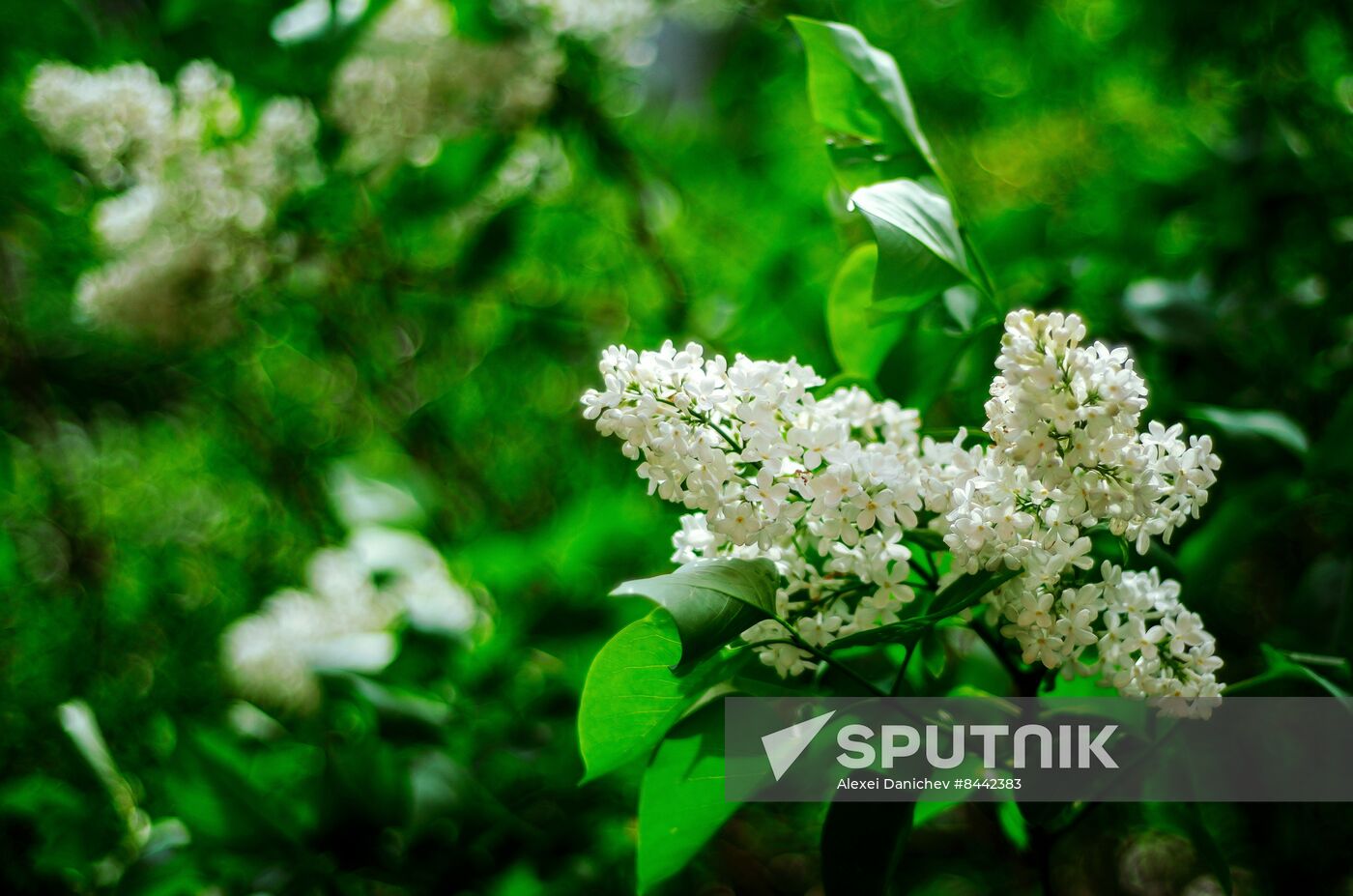 Russia Blooming Season
