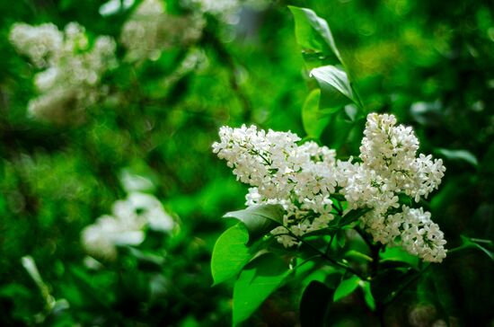 Russia Blooming Season