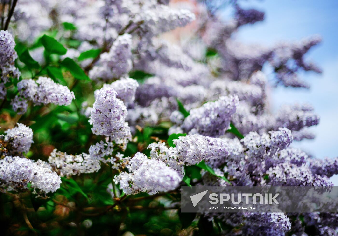 Russia Blooming Season