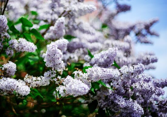 Russia Blooming Season