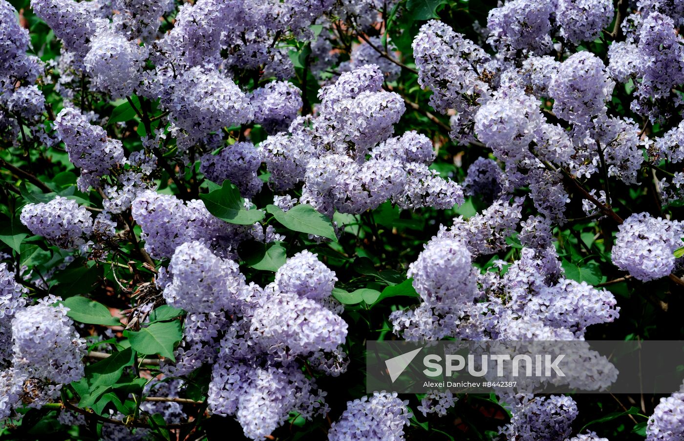 Russia Blooming Season