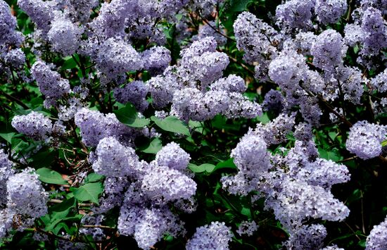 Russia Blooming Season