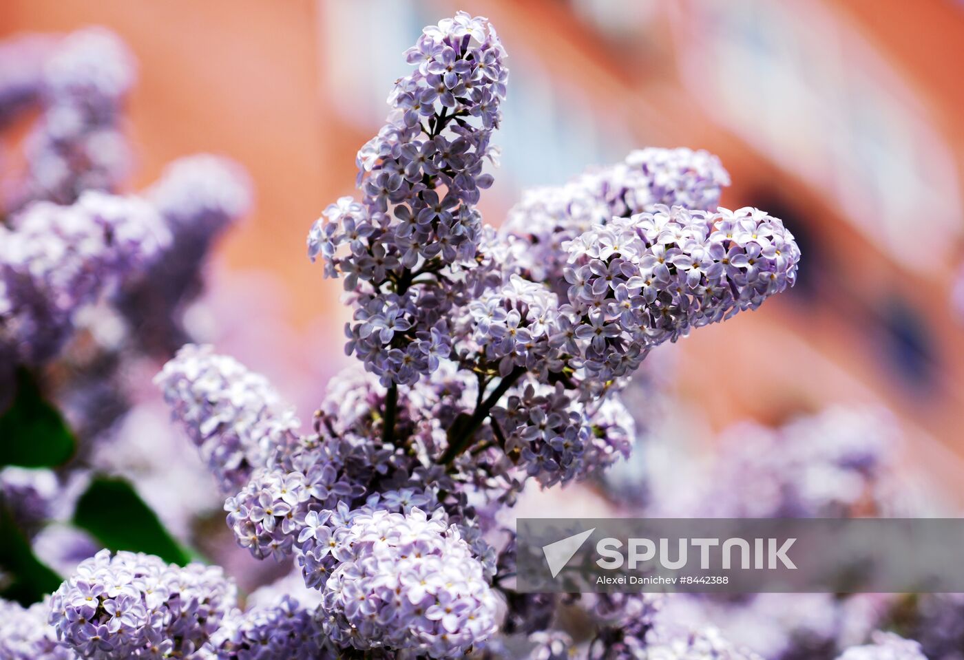 Russia Blooming Season