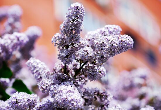 Russia Blooming Season