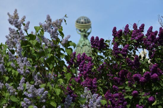 Russia Blooming Season