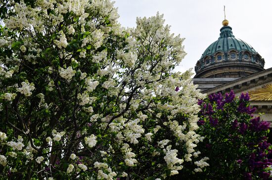 Russia Blooming Season