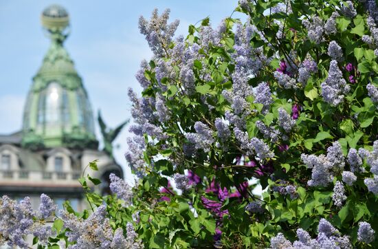 Russia Blooming Season