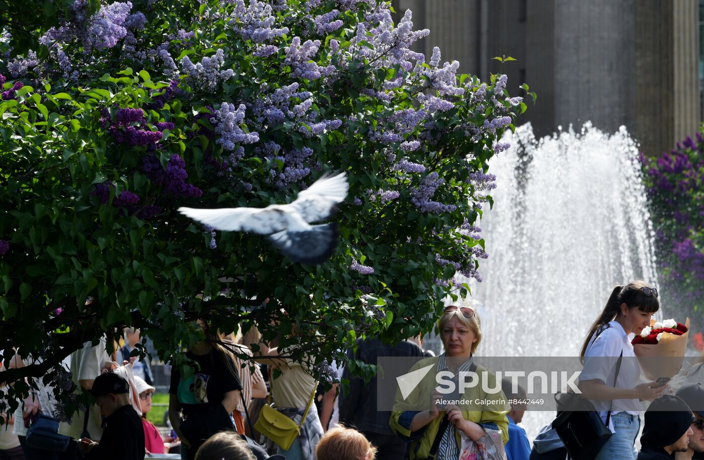 Russia Blooming Season