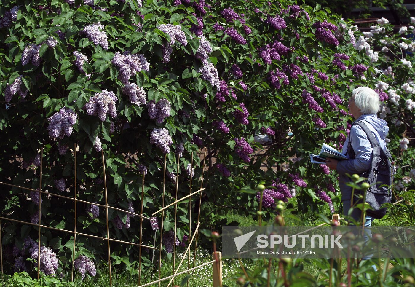 Lilac exhibition at Moscow State University's Botanical Garden