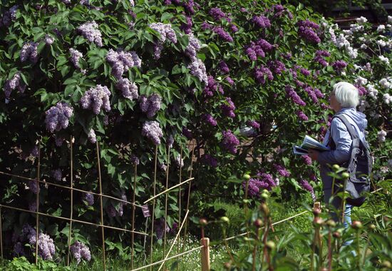 Lilac exhibition at Moscow State University's Botanical Garden