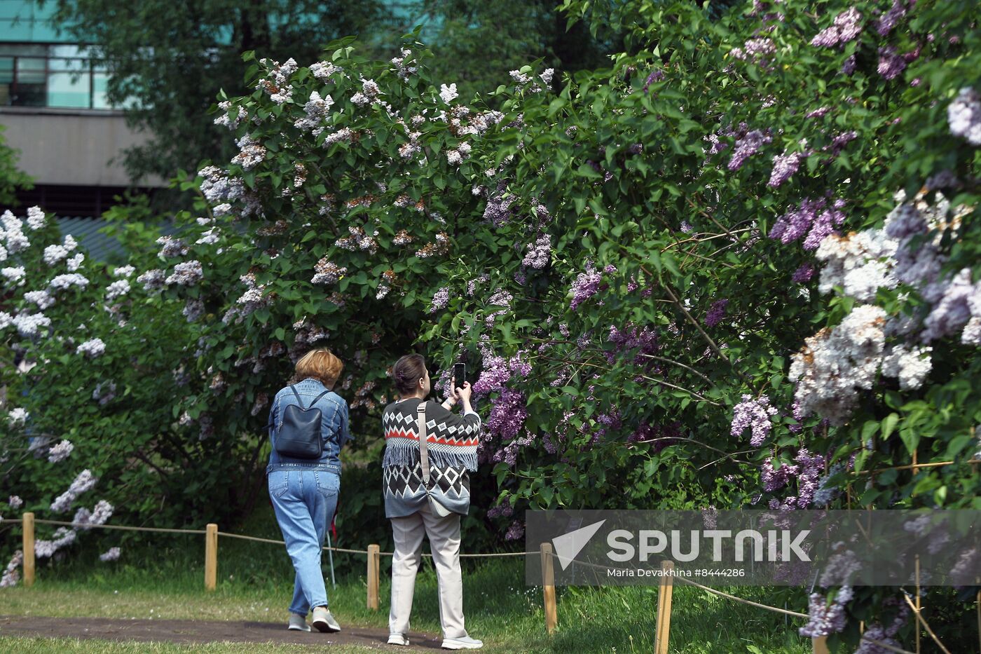 Lilac exhibition at Moscow State University's Botanical Garden