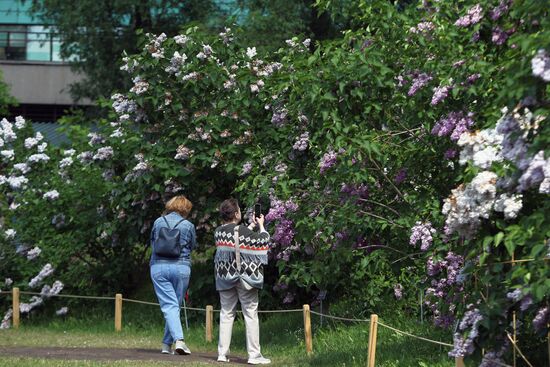 Lilac exhibition at Moscow State University's Botanical Garden