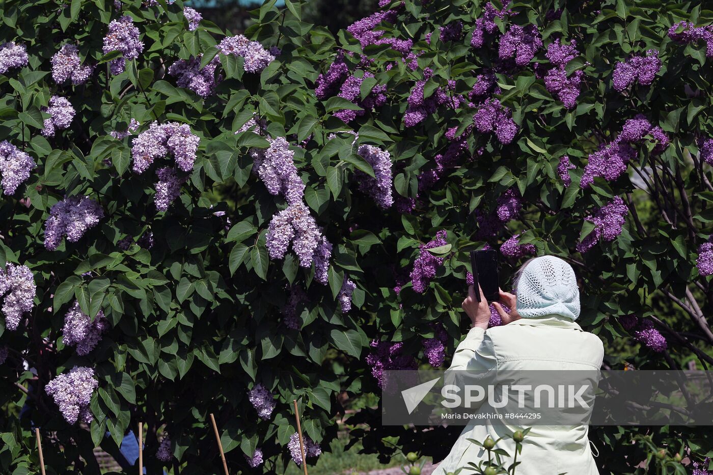 Lilac exhibition at Moscow State University's Botanical Garden