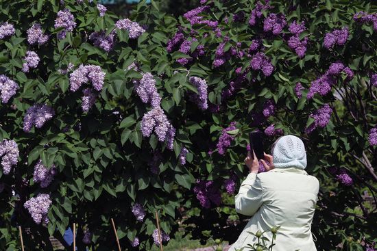 Lilac exhibition at Moscow State University's Botanical Garden