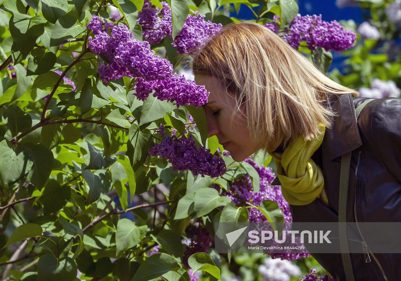 Lilac exhibition at Moscow State University's Botanical Garden