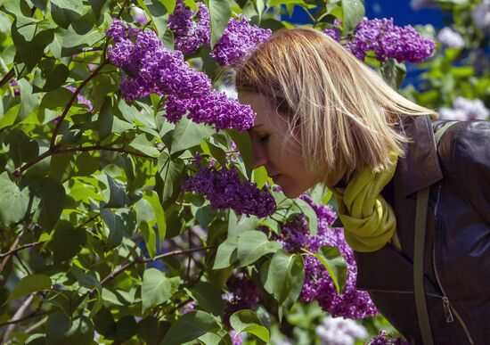 Lilac exhibition at Moscow State University's Botanical Garden