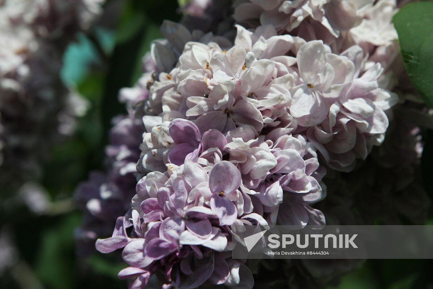 Lilac exhibition at Moscow State University's Botanical Garden