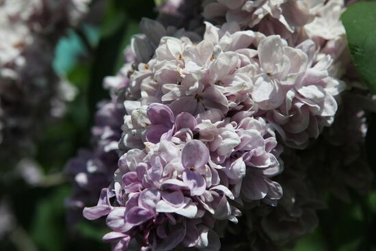 Lilac exhibition at Moscow State University's Botanical Garden