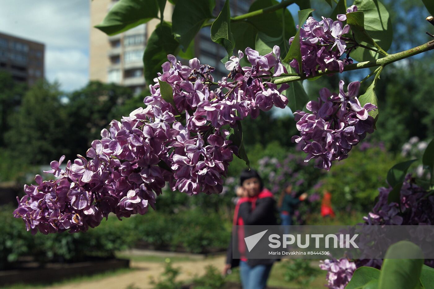 Lilac exhibition at Moscow State University's Botanical Garden