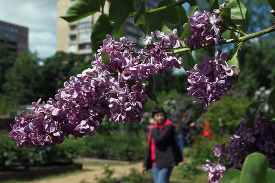 Lilac exhibition at Moscow State University's Botanical Garden