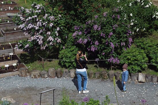 Lilac exhibition at Moscow State University's Botanical Garden