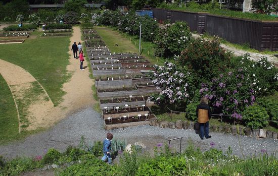 Lilac exhibition at Moscow State University's Botanical Garden